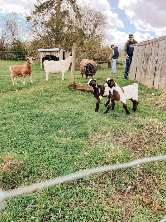 New additions to the farm family!