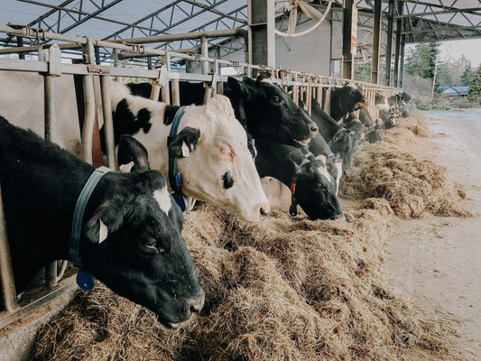 Why is the the Barn Closed Sometimes?
