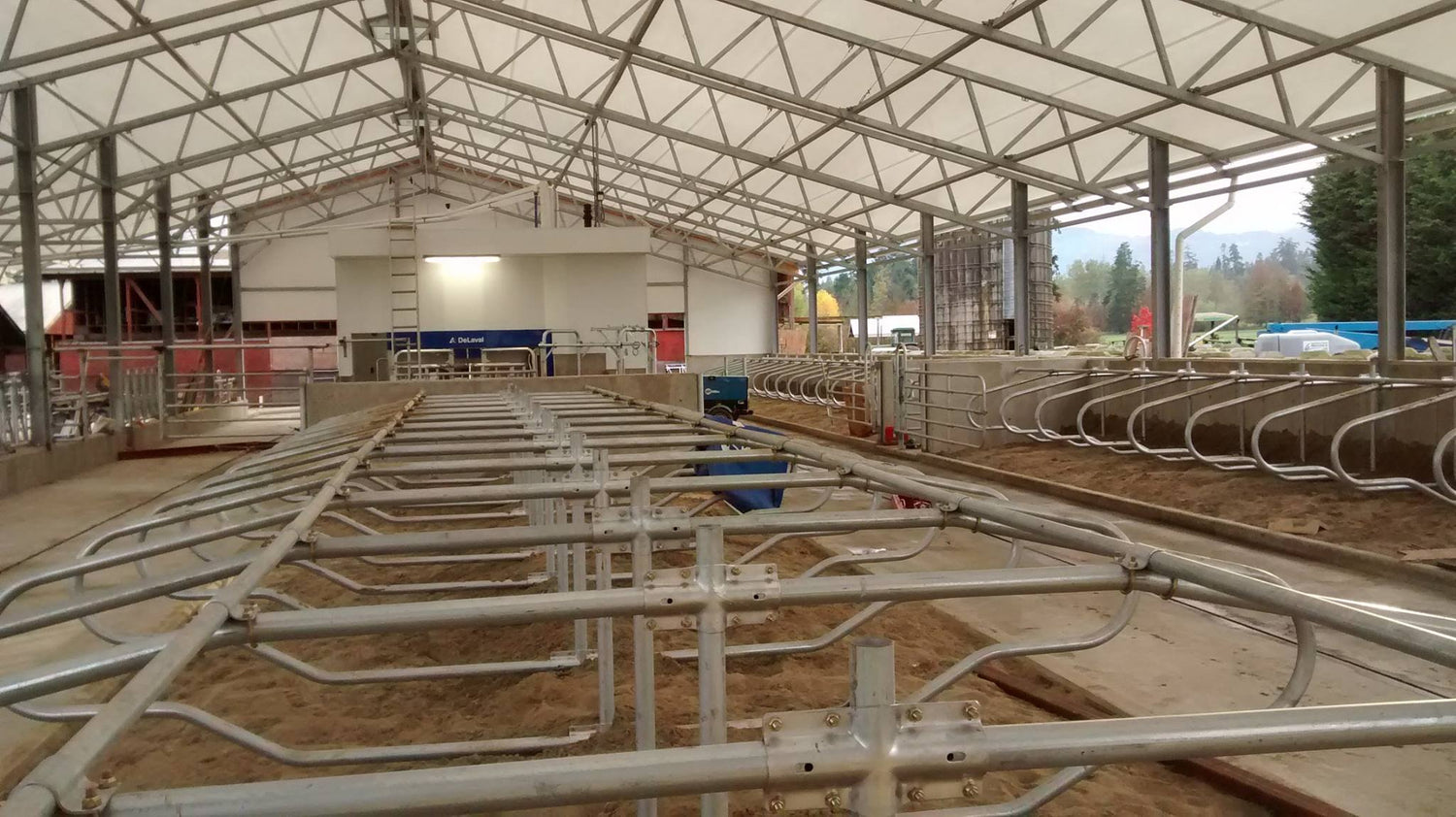 Inside cow barn