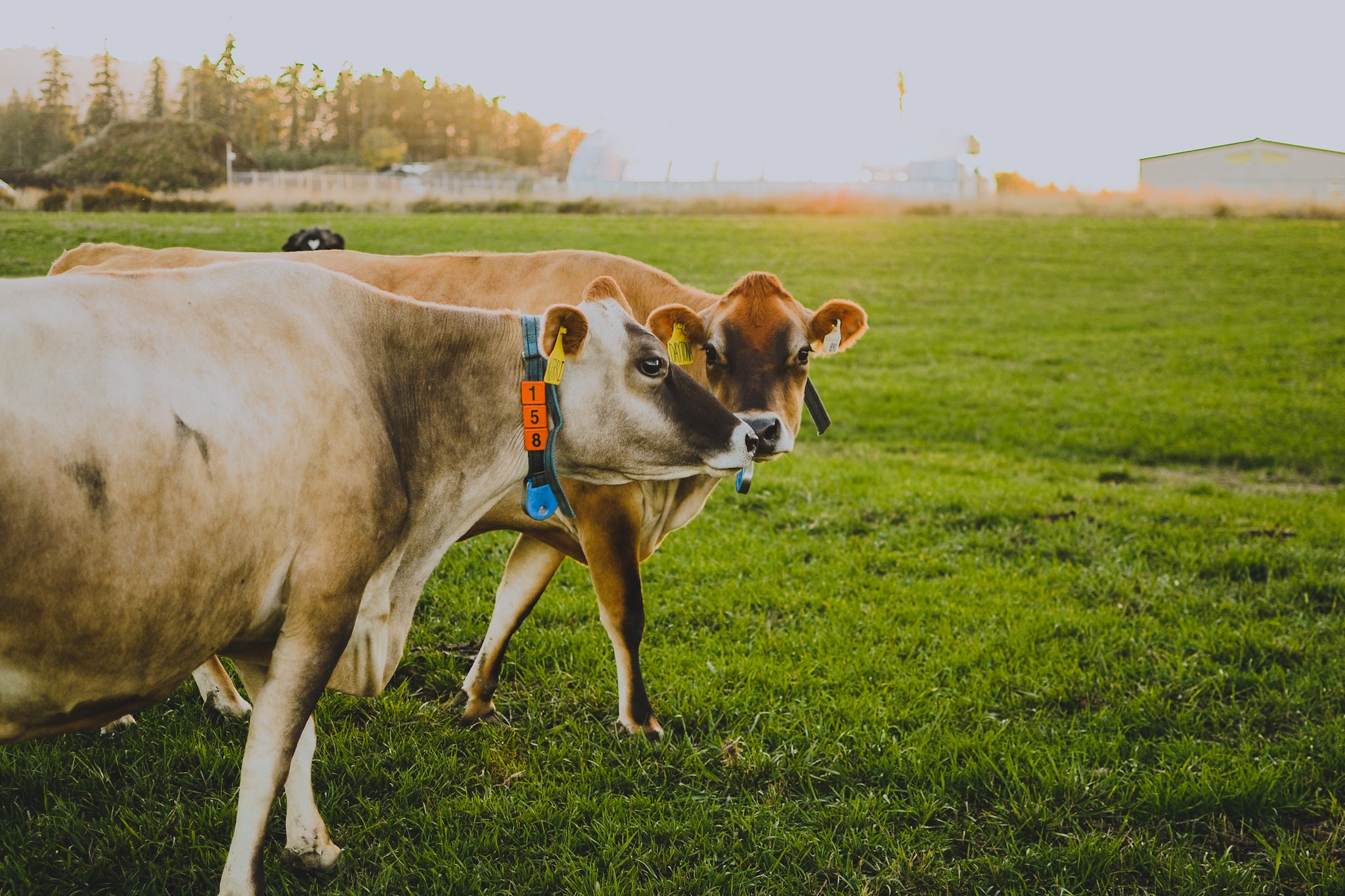 Two jersey cows in pasture