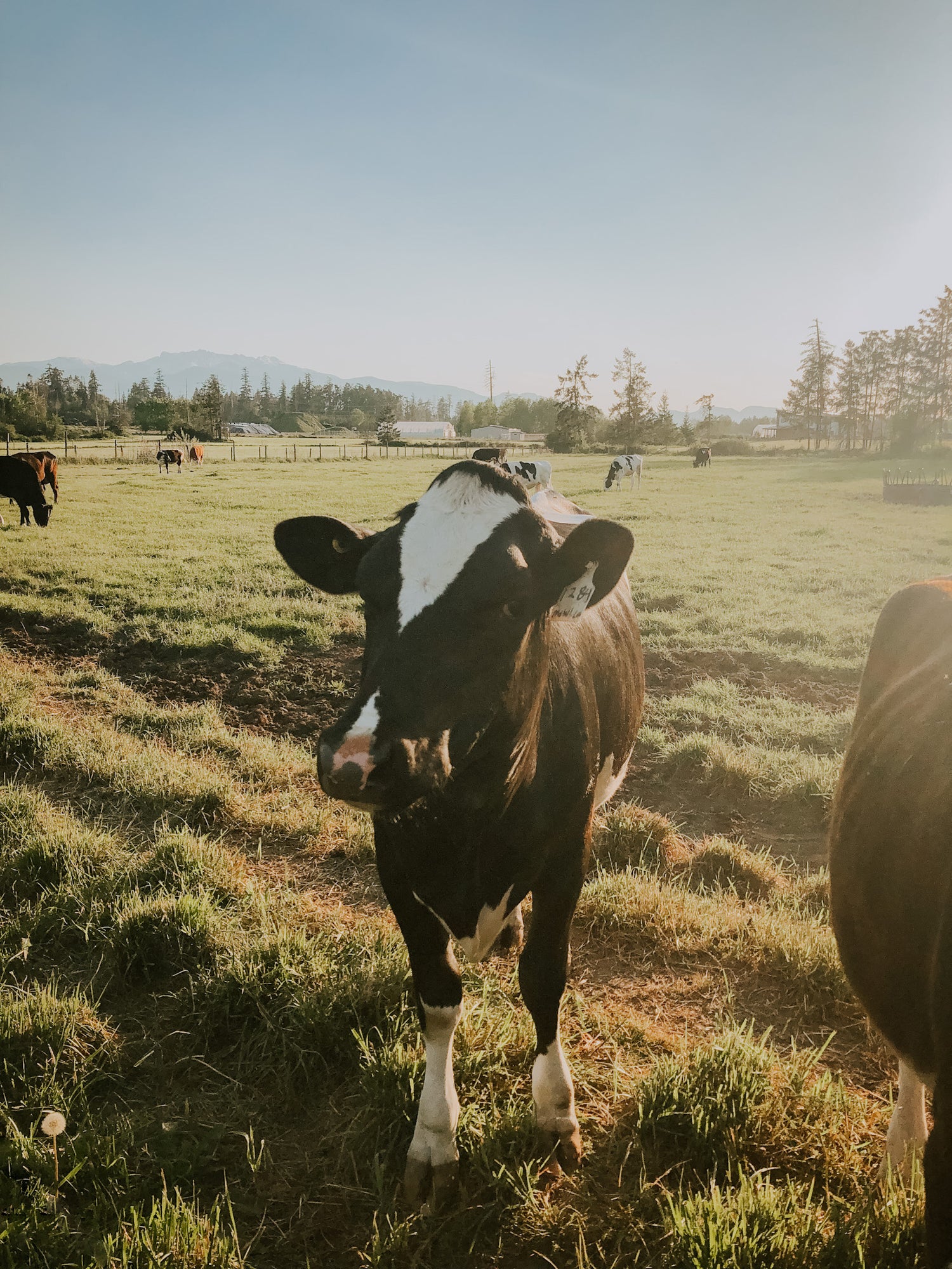 Cows in pasture