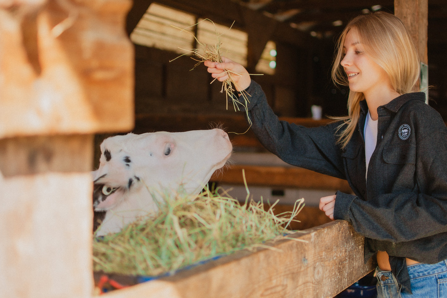Person feeding a cow with hay in a barn setting
