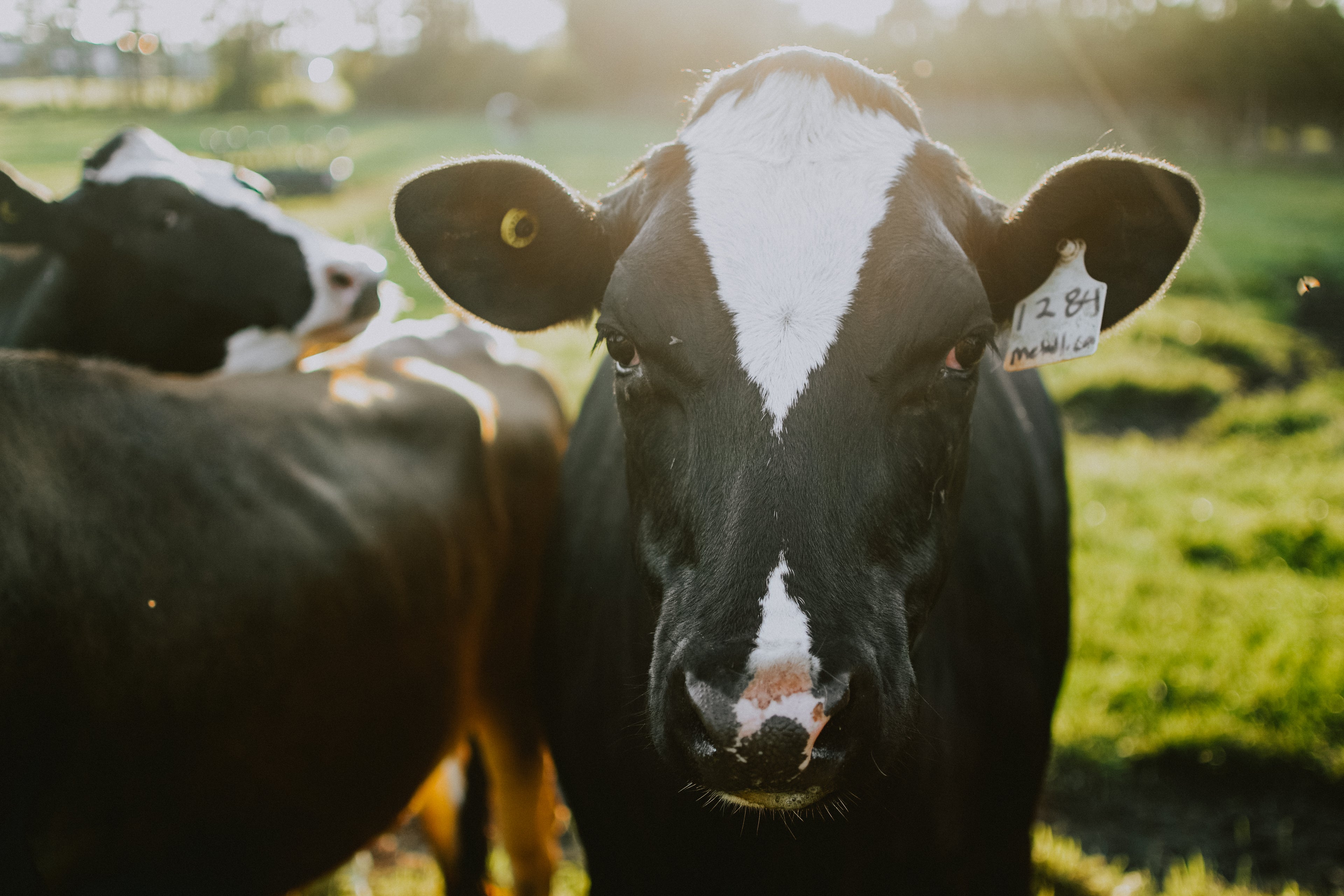 Cows in pasture