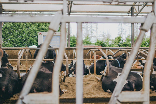 Why We Use Sand Bedding for our Dairy Cows