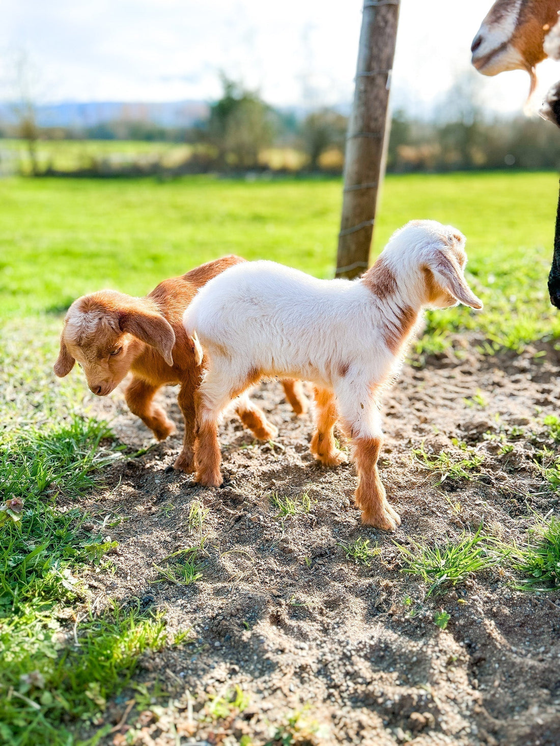 Spring Arrivals