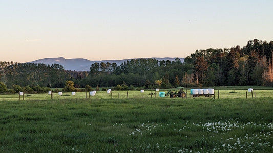 Make Hay While the Sun Shines: How We Harvest Feed