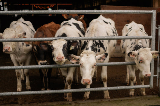 Where Do Our Cows Live in Wintertime?