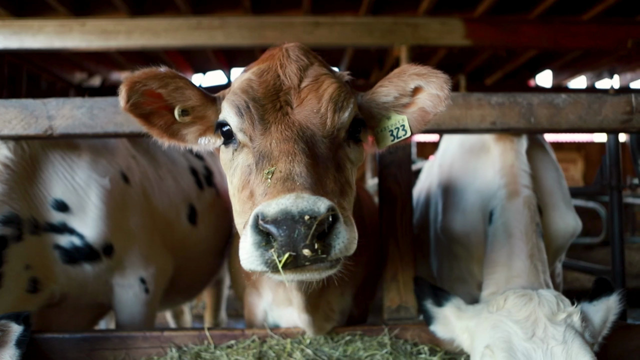 A Jersey calf looks curiously at the camera while other calves feed.
