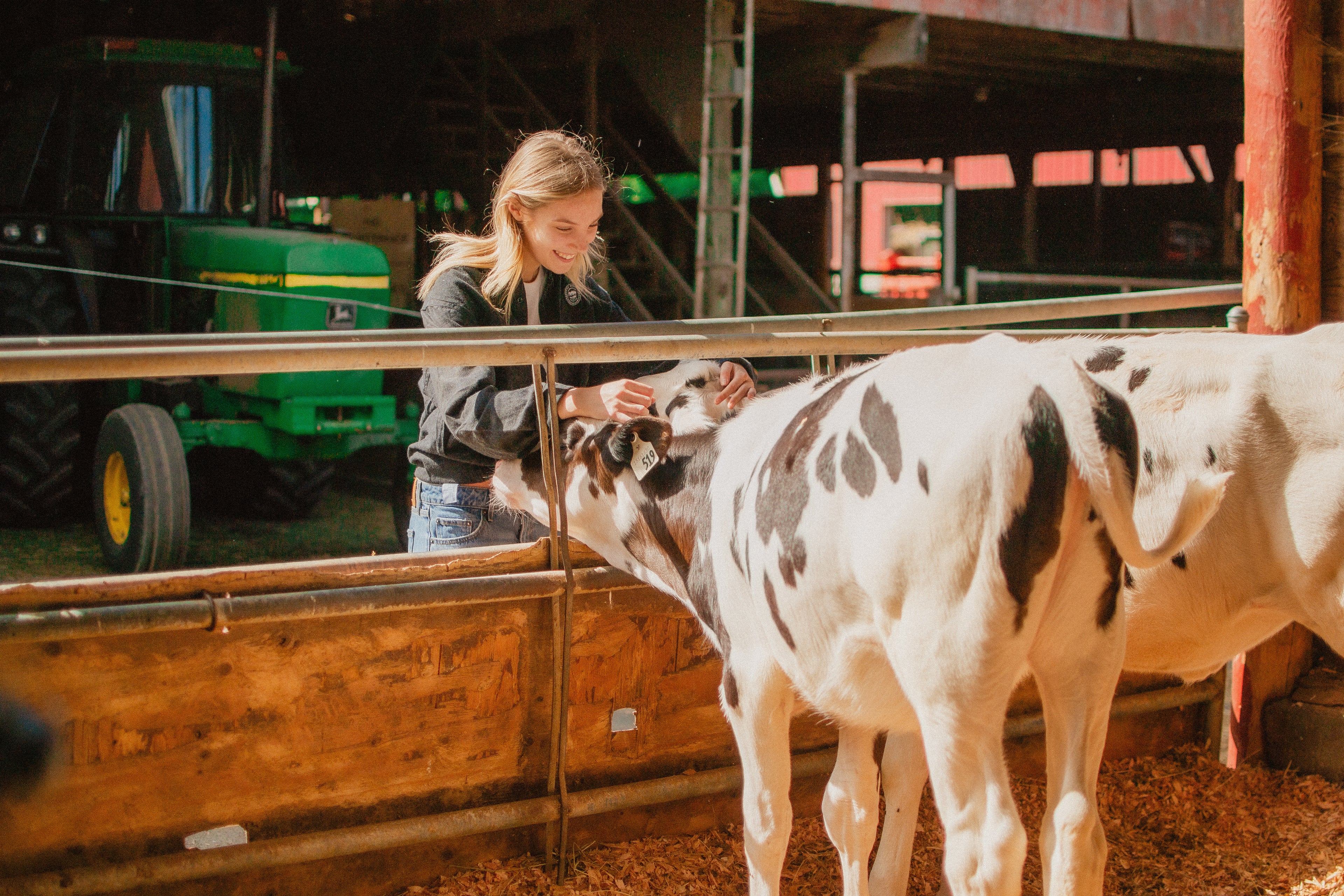 Person interacting with calves in a barn with a tractor in the background