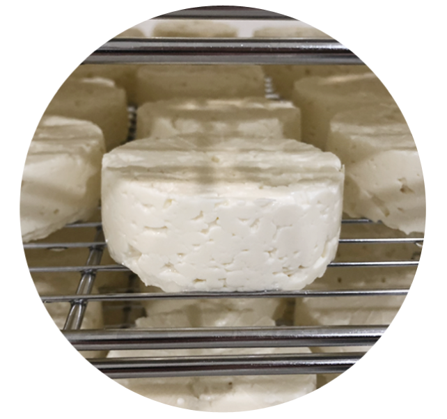 Brie cheese on rack and from day one of process