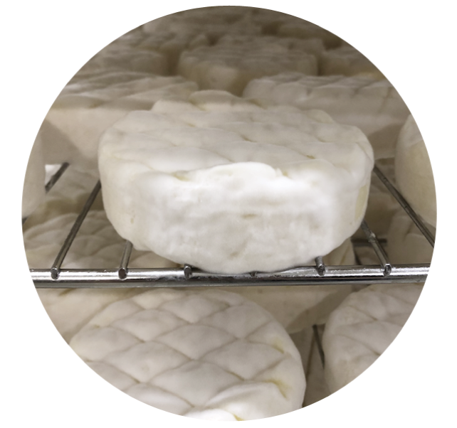 Brie on day five