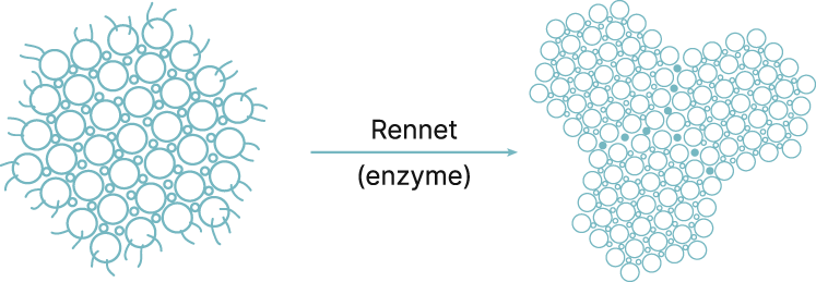 Coagulation shown as molecules then an arrow to three groups of molecules attached together