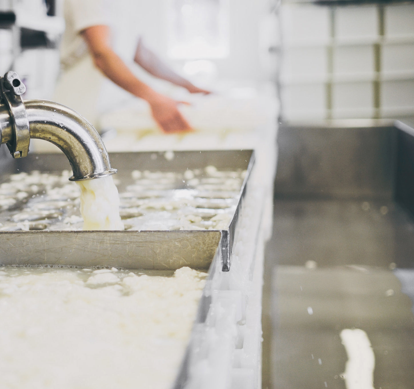 Whey off with cheesemaker and trays for cheese